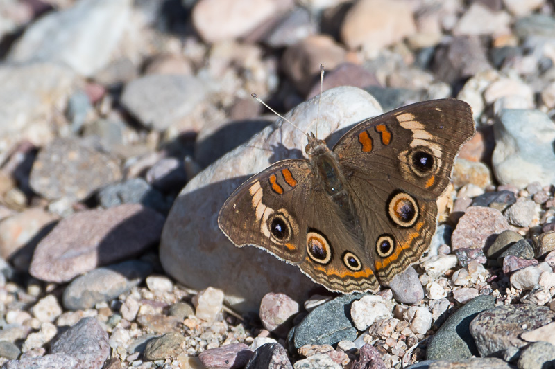 common buckeye